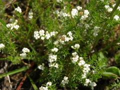 Asperula conferta