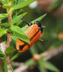 Castiarina rufipennis