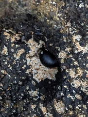 Nerita picea