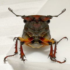 Lucanus capreolus
