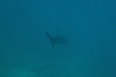 Carcharhinus