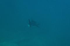 Carcharhinus