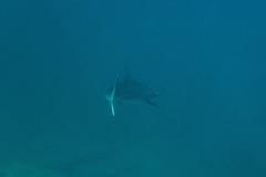 Carcharhinus