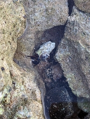 Calcinus laevimanus