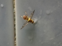 Tephritoidea