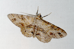 Cleora repetita
