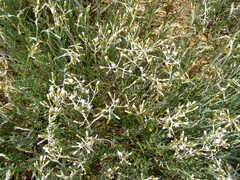 Rhodanthe corymbiflora