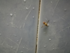 Tephritoidea