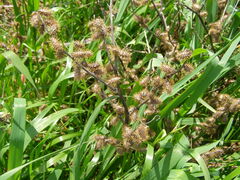 Xanthium spinosum