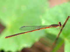 Agriocnemis pygmaea