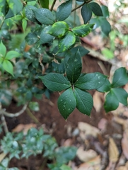 Alyxia magnifolia
