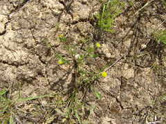 Triptilodiscus pygmaeus