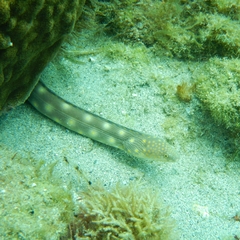 Myrichthys breviceps