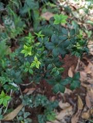 Alyxia magnifolia