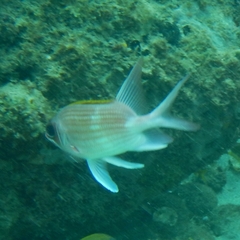 Holocentrus adscensionis