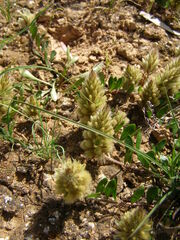 Ptilotus spathulatus