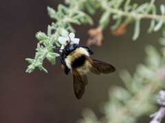 Bombus opifex