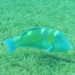 Halichoeres radiatus