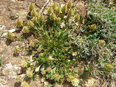 Ptilotus spathulatus