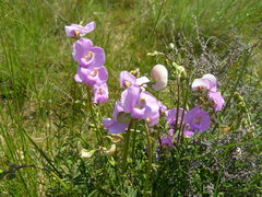 Swainsona procumbens
