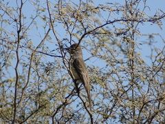 Myiarchus cinerascens