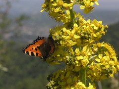 Ligularia heterophylla