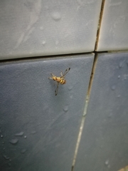 Tephritoidea