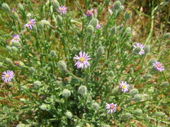 Vittadinia cuneata