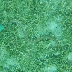 Myrichthys breviceps