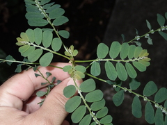 Phyllanthus leucanthus