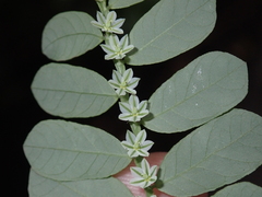 Phyllanthus leucanthus