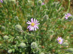 Vittadinia cuneata