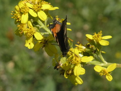Ligularia heterophylla