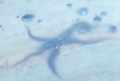 Ophiothrix spiculata