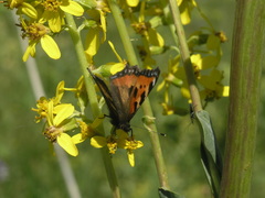 Ligularia heterophylla