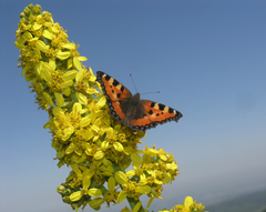 Ligularia heterophylla