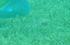 Myrichthys breviceps