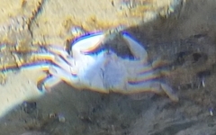Pachygrapsus crassipes