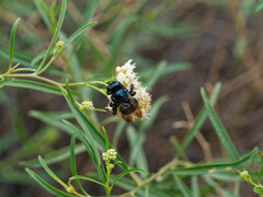 Xylocopa splendidula