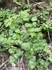 Adiantum chilense
