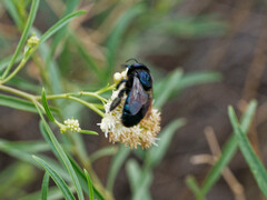 Xylocopa splendidula
