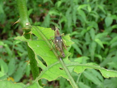 Agriacris