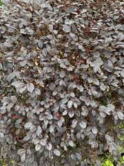 Euphorbia cotinifolia