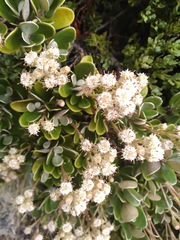 Brachyglottis bidwillii