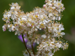 Filipendula vulgaris