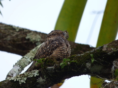 Caprimulgidae