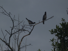 Cyanocorax violaceus