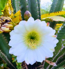 Cereus hexagonus
