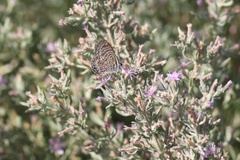 Leptotes trigemmatus