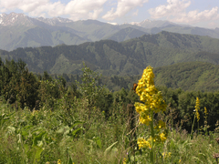 Ligularia heterophylla